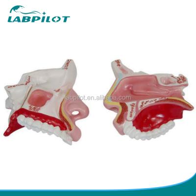 China Detailed Anatomy Structures Nasal Fossa Midsagittal Model, Nose Anatomical Model for sale