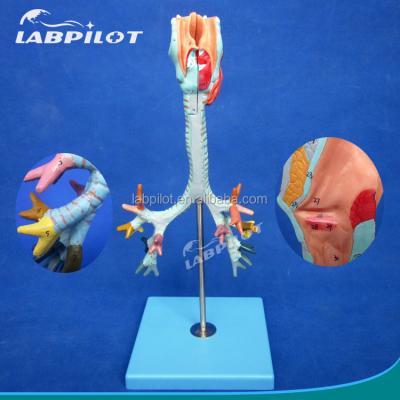 China Detailed detachable anatomy structures anatomy bronchus model, bronchial tree, larynx and trachea model for sale