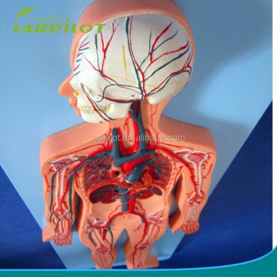 China Vivid Model 81 Marks Blood Circulation Medical Teaching System Model with Heart, Artery and Veins for sale