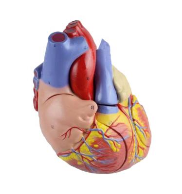 China Anatomical heart model 2 times enlarged anatomical heart model, educational heart model for sale