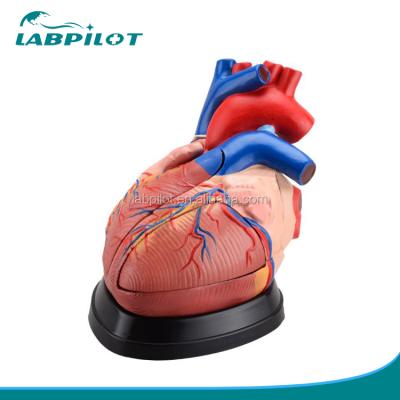 China Anatomical Heart Model 3 Times Enlarged 5 Parts Biological Heart 3d Medical Teaching Model for sale