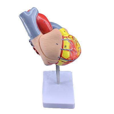 China Life Size Human Body Anatomical Model 2 Parts Heart Medical Model Anatomy Parts for sale