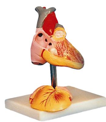 China New Style Detailed Child Heart Anatomical Structures Anatomy Model for sale