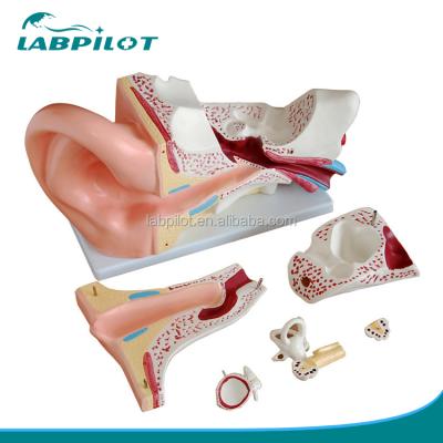 China Detailed anatomy structures 6 parts giant ear model, anatomical human ear model for teaching for sale