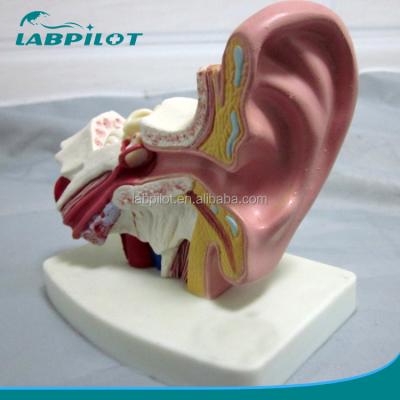 China Small Size Desktop Ear Model Ear Model, School Biology Teaching Ear for sale