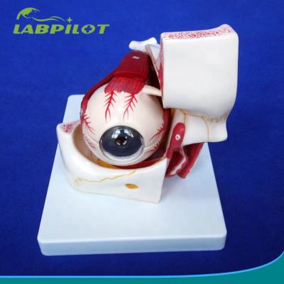 China Detailed Anatomy Structures 10 Parts Anatomical Eye Model With Orbit , Eyeball Medical Teaching Model for sale