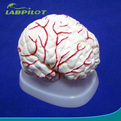 China Brain with artery 8 parts of biological brain with arteries, anatomy teaching Brain Model for sale