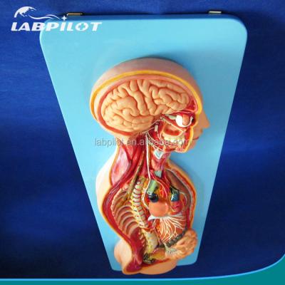 China Detailed Anatomy Human Anatomical Structures Nervous System Auto Model, Torso and Organs Model for sale