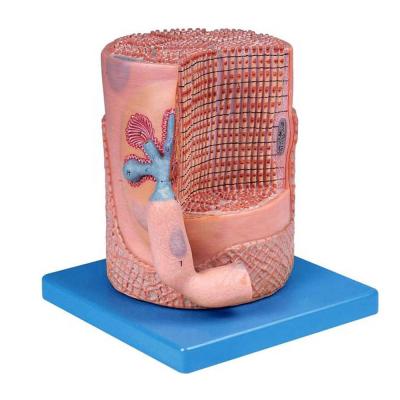 China Detailed Anatomy Structures Skeletal Muscle Muscle Fibers And Motor End Plate 3D Model Anatomy Medical Educational Teaching for sale