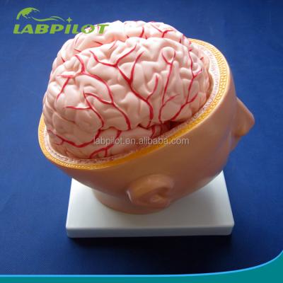 China Vivid Brain Medical Model 9 Part Head and Brain Model with Arteries and Head, Biological School Teaching Brain Model for sale