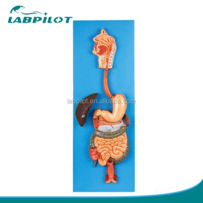 China Oral cavity showing complete digestive tract anatomical model, gastrointestinal system model for sale