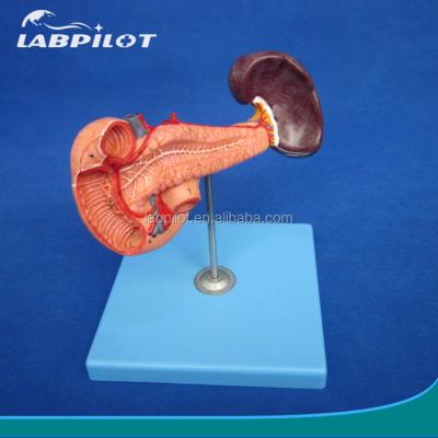 China Showing pancreas medical teaching model of pancreas model with spleen and duodenum, anatomical model for sale