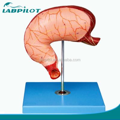 China Detailed Anatomy Structures Human Stomach Section Model, Stomach Anatomical Model for sale