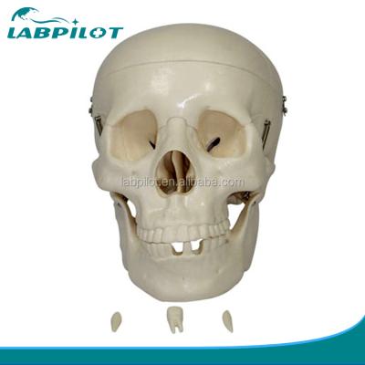 China Detailed Anatomy Structures Human Life Size Skull Model , Anatomical Skull Model for sale