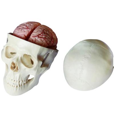 China Adult Main Main Bone with Brain Model, Detachable Skull and Dismountable Brain for sale