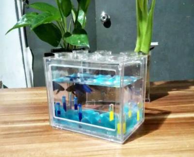 China Hot Sale Factory Price Wholesale Aquarium Tank Fish Viable for sale