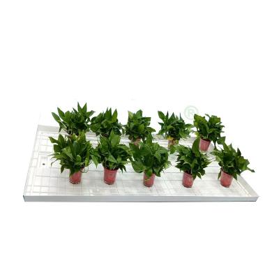 China Fruit Vegetable Flowers Wholesale Hydroponic Trays For Plant Growing Custom Black ABS Plastic Nursery Trays for sale