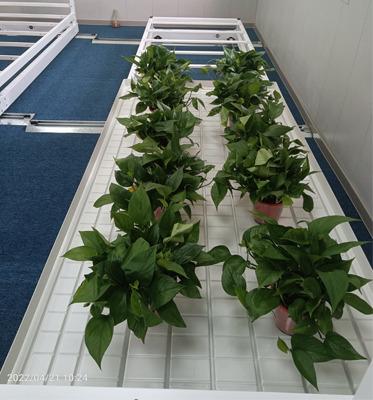 China Seed Planting Supply Flood And Drain Flood Grow Tray 4x4 Hydroponics For Sale for sale