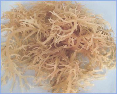 China healthy food additives semi refined IOTA carrageenan with particle size 120 mesh for E standard natural food additives for sale