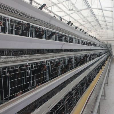 China Animal Husbandry Poultry Layer Farm Equipment One Layer Type Q235 Steel Chicken Cage Hot Dip Galvanized Wire Mesh 160 Birds Battery Cage for sale