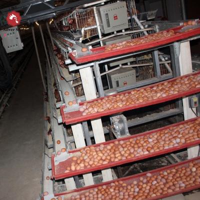 China Poultry Farm Equipments Manufacture Best Price Automatic Egg Collecting Equipment System for sale