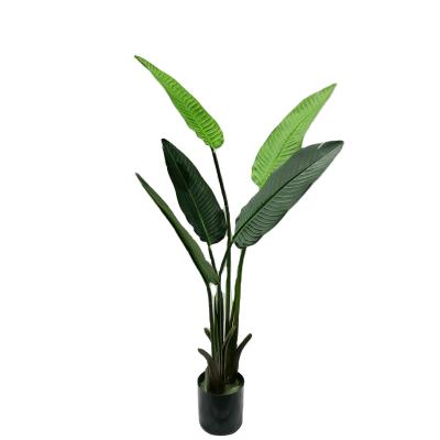 China Top Quality Eco - Friendly Strelitziaceae For Home Office Wedding Hotel Decoration for sale