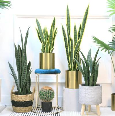 China Plant direct selling simulation green ophiopodium potted indoor succulent plant Nordic decorative ornaments pseudo plant eco-friendly for sale