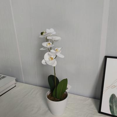 China Eco-Friendly Plant Custom Small Indoor Decorative Plant Phalaenopsis Orchids Flower Potted Plant for sale