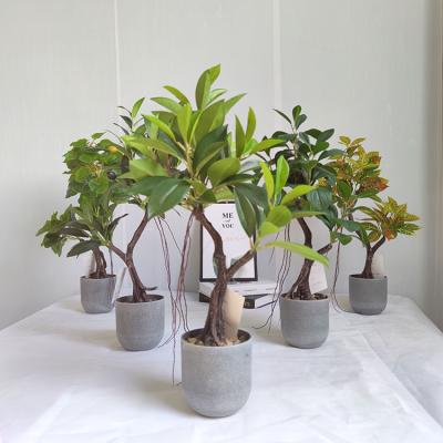 China Customized Biodegradable Eco-Friendly Logo Plant PotEco Friendly Garden Docarative Tree Planter Flower Pot Elegant Green Small for sale