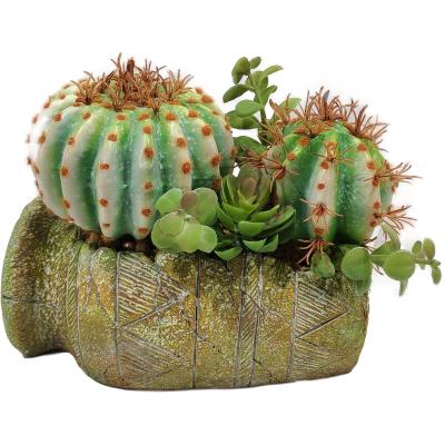 China Popular tropical plant mini succulent cactus for sale