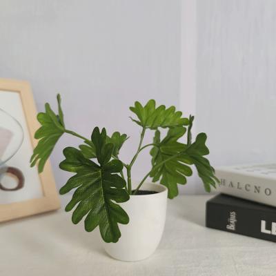 China Eco-friendly Outdoor Planters Supplies Planter Plants 6 Small Potted Leaves Plants Flower Garden Plants for sale