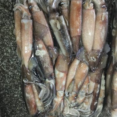 China Whole Pacific Squid 60-100g Low Fat Frozen Natural Seafood for sale