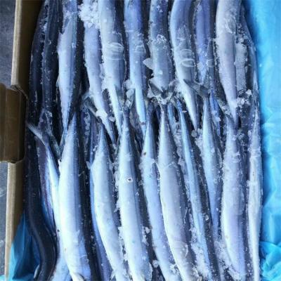 China FROZEN Whole Round Scumbresoce Frozen Fish For Sale for sale