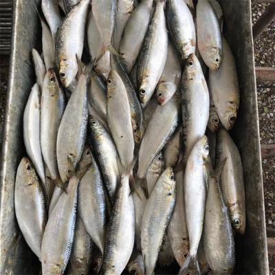 China FROZEN Hot Selling Whole Round Fish Sardine Frozen Seafood for sale