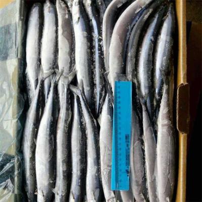 China FROZEN high quality Pacific Scombresoce on sale for sale