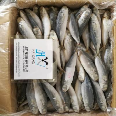 China Good Prices Fresh Frozen Round Scad 10kg FROZEN For Sale for sale