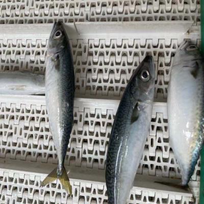 China FROZEN frozen mackerel fish for sale