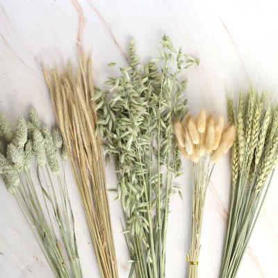 China Natural Dry Plants All Kinds Of Flower Natural Dry Bunch For Wholesale Wedding Home Bunny Tail Grass Wonderful Decoration Wheat Oat Plants for sale