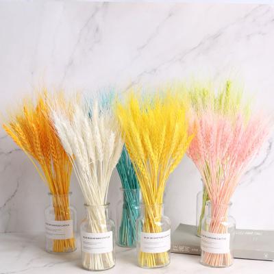 China Natural Touch Colorful Dry Wheat Sheaves Stems Bouquet Bundles Ear of Wheat Grain Flowers Wedding Table Home Decor for sale