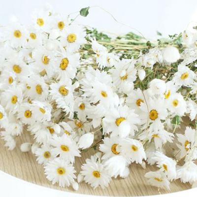 China Natural Dry Flower/Plant Small Daisy Rudan Bird Rodans Helichrysum Dry For Wedding Home Decoration for sale