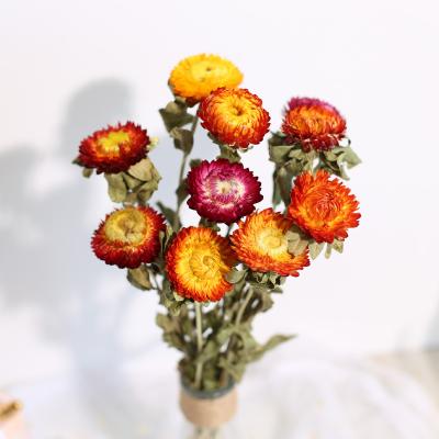 China Wedding Party Decor Dried Strawflower Home Store Dried Straw Flowers for Home Decoration Flower Bouquet Natural Yunnan Wholesale for sale