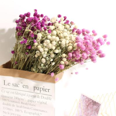 China Wholesale 50 Flower Heads Real Yunan Dried Spherical Flower Flowers Dried Gomphrena Globosa For Centerpiece Wedding Home Decoration Table for sale