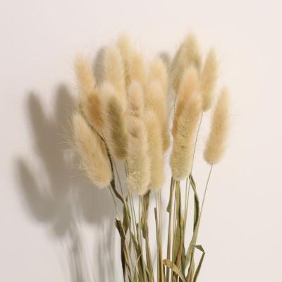 China Natural Growth Bunny Tail Grass Dried Bunny Tail Grass Decoration Dried Flowers And Plants To Match The Original Decoration Lagurus Ovatus Brown Color for sale