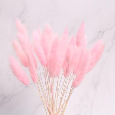 China Yunnan Natural Touch Wholesale Dried Bunny Tails Colorfu Bunny Tail Grassl For Christmas Wedding Decoration for sale