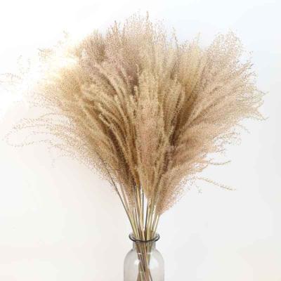 China Hot Sale Natural Dried Flower/Plant Pampas Grass Natural Dry Flower Beautiful Natural Reed For Wedding Plants Home Decor Phragmites for sale