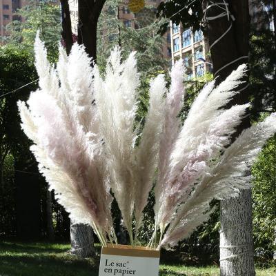 China Environmental Protection Green Plant Pampas Grass Flowers Large And Wholesale Dry Decorative Dry Plants Gray Pampas Grass For Boho Decor for sale