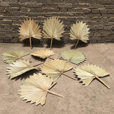 China Natural Real Palm Fan Leaves 2020 Hits Real Natural Palm Fan Leaf Gold Silver Palm Leaves Decorative Flowers For Home Decor for sale