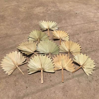 China Natural real palm fan leaves decoration flowers palm fan leaf wholesale real natural dry leaves original palm leaves for home decor for sale