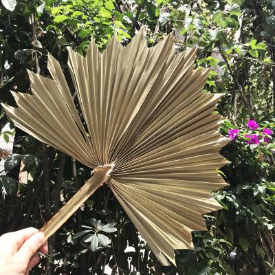 China China Factory Price Real Dried Natural Flower Decoration Flower Palm Leaf For Home Decorative for sale