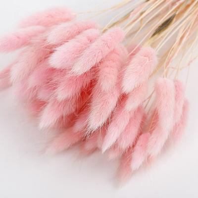 China Wedding Home Decoration Wholesale Natural Durable Dry Flowers SumFlora China Lagurus / Rabbit Tail For Wedding Decoration for sale